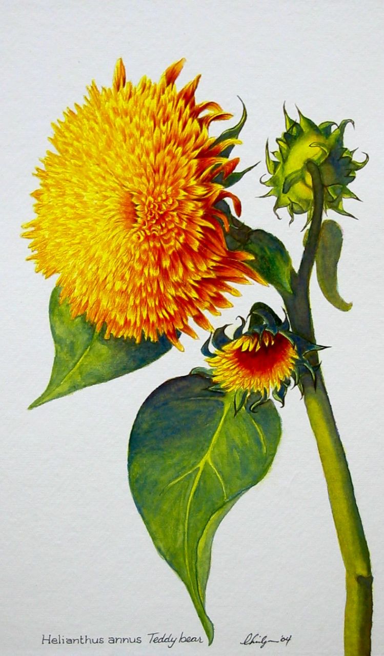 watercolor
