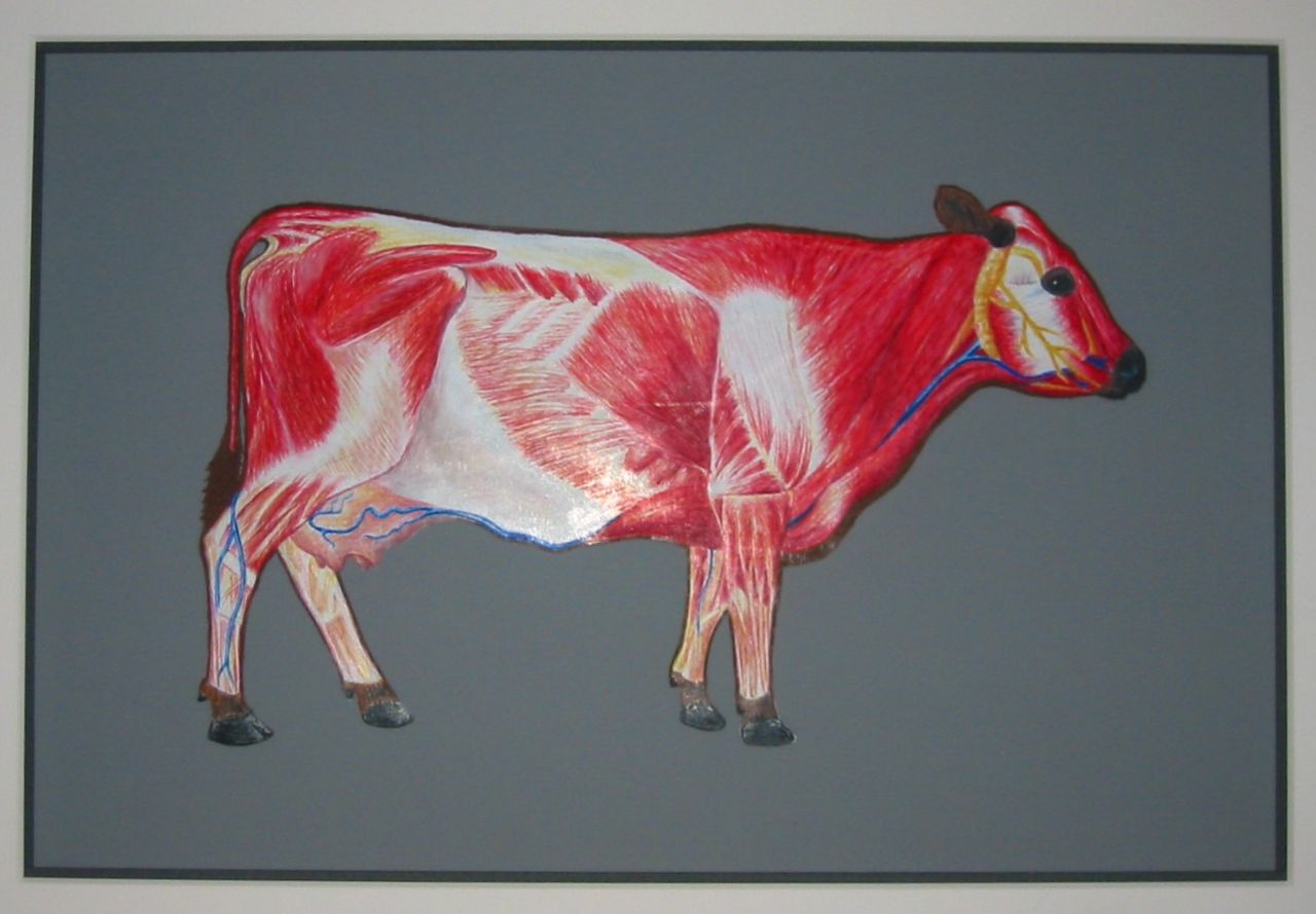 colored pencil